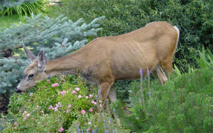 Deer at Sun Mountain Lodge