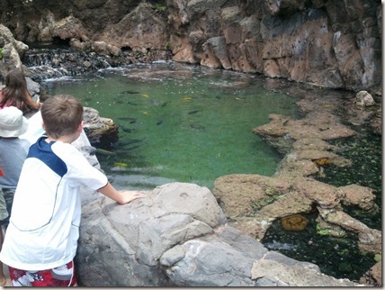 Cameron checks out the fish at the Maui Ocean Center.