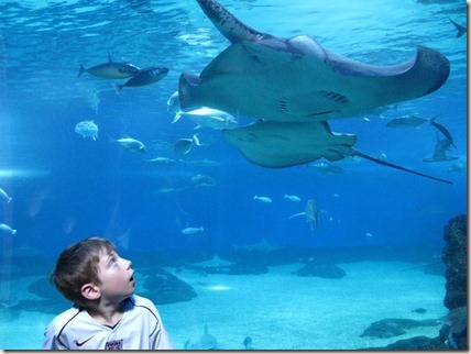 Cameron watches a ray glide over him