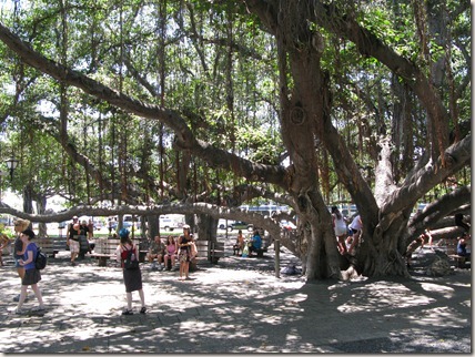 Banyan tree in Lahaina