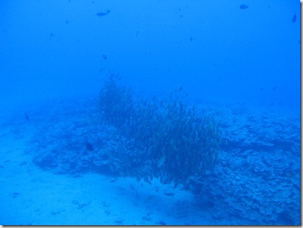 A school of fish sleeping at the bottom