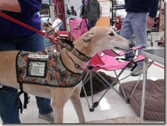 greyhound3 greyhound3