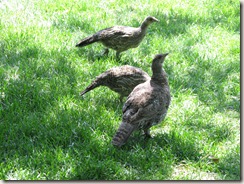 Blue grouse