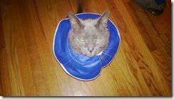 Rocky and the "cone of shame"