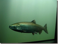 Fishy at Rocky Reach dam fishladder